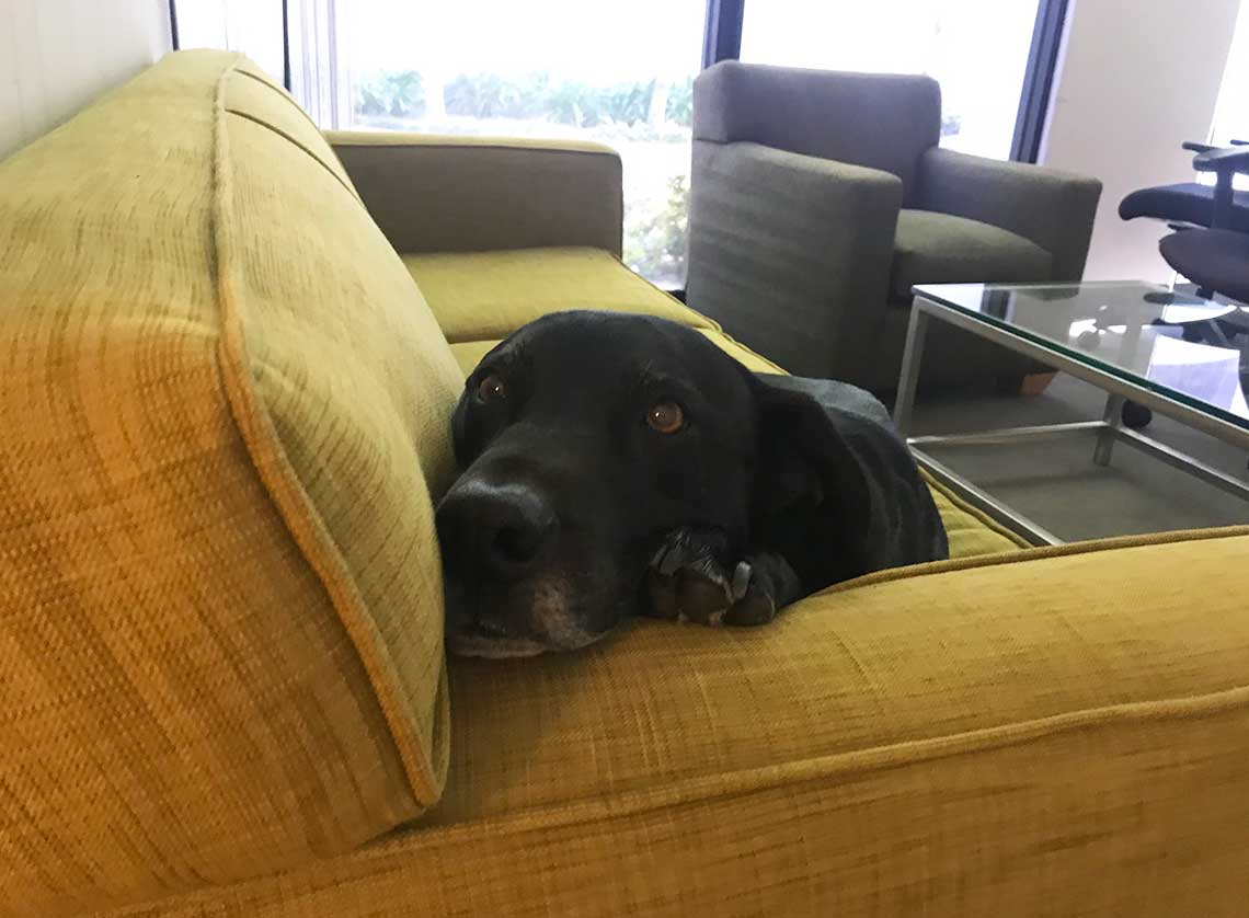 Maddie napping on Gaby's couch